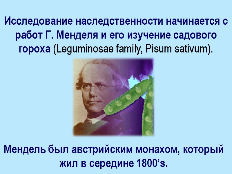 Исследование наследственности начинается с работ Г. Менделя и его изучение садового гороха (Leguminosae family,